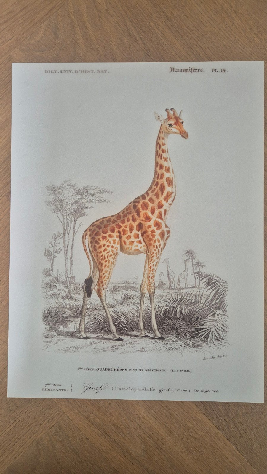 Mooie poster giraf voor baby- of kinderkamer, Ophalen, Minder dan 50 cm, Zo goed als nieuw, Foto of Poster
