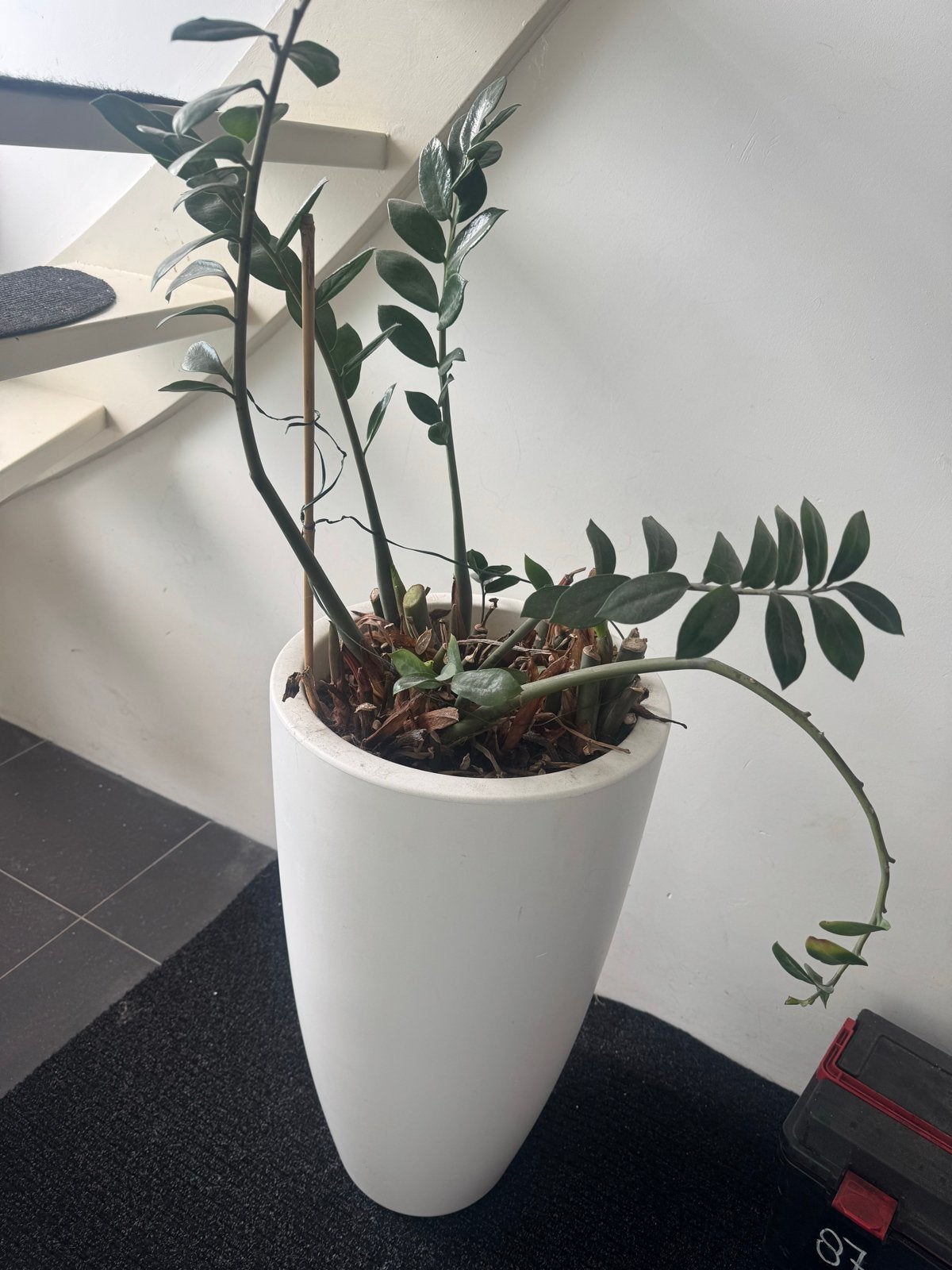 Zamioculcas plant in witte pot, Ophalen, 100 tot 150 cm, Overige soorten, Halfschaduw
