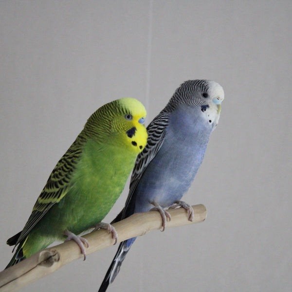vogel vakantie oppas, Meerdere dieren, Parkiet