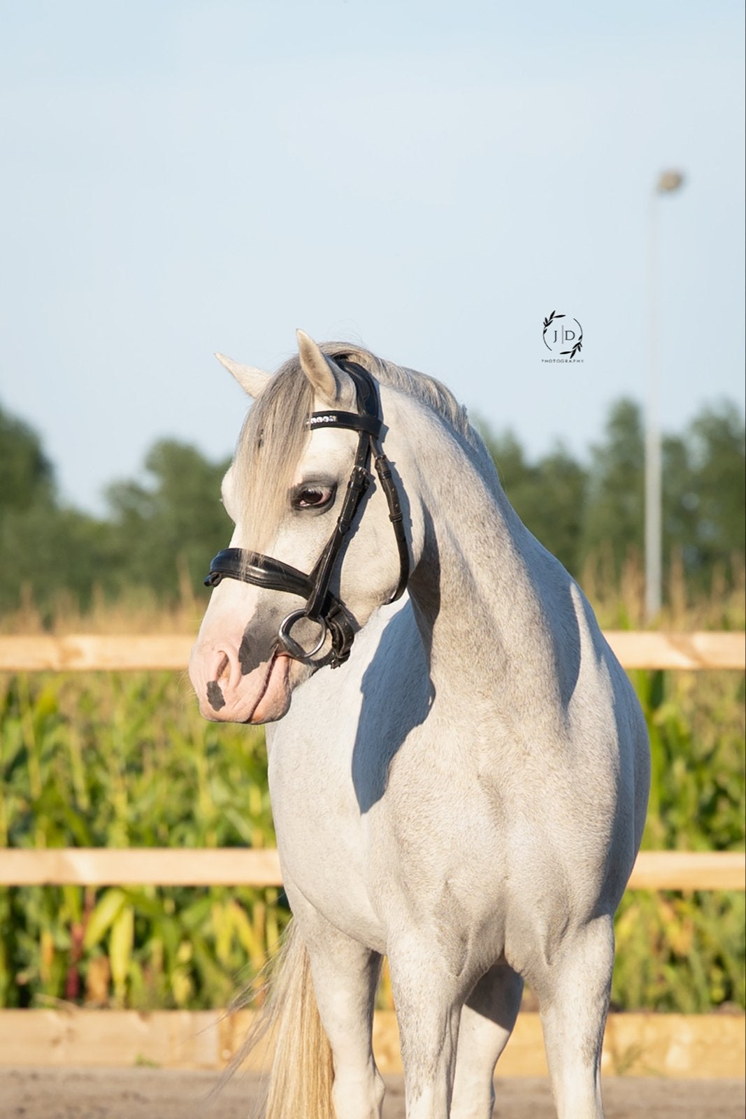 Joup: menpony - 4 jaar - Welsh ruin van 1.22 m, Ruin