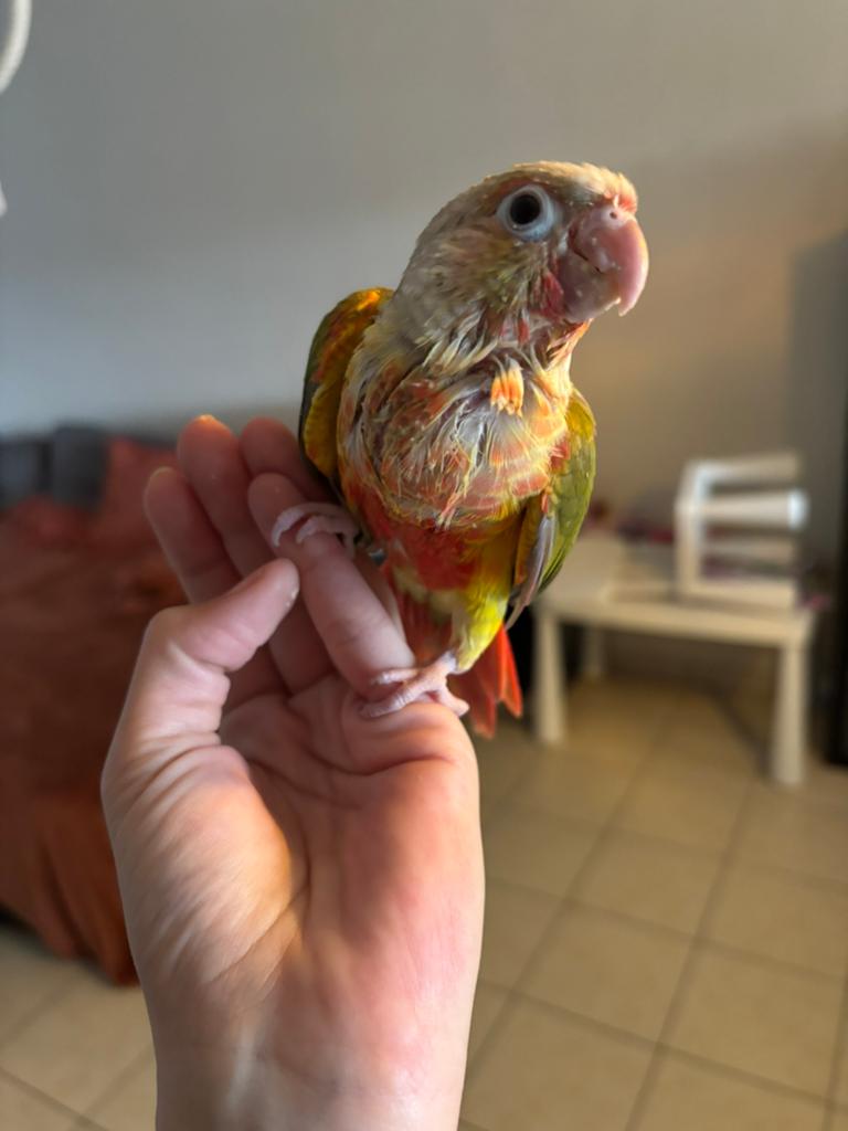 Handtamme pyrrhura pineapple, Geslacht onbekend, Parkiet
