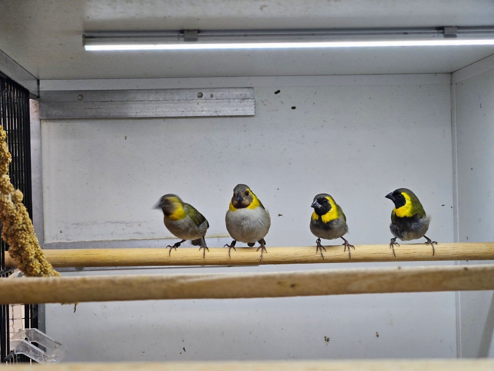 Cubavinken koppels onverwant, Dieren en Toebehoren, Vogels | Overige Vogels, Meerdere dieren