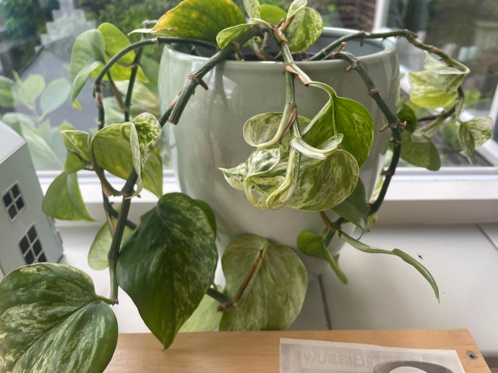 Hangplant, Ophalen, Halfschaduw, Minder dan 100 cm