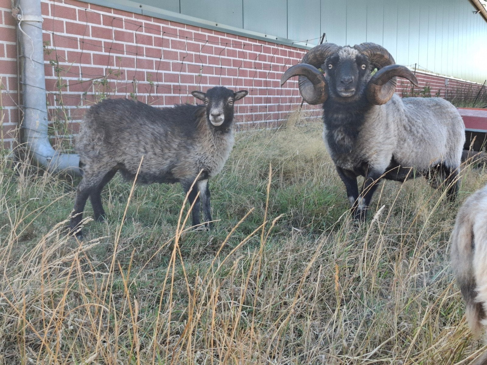 Ouessant ooitjes te koop ('24 & '26) tevens een rammetje!, Dieren en Toebehoren, Meerdere dieren, Schaap