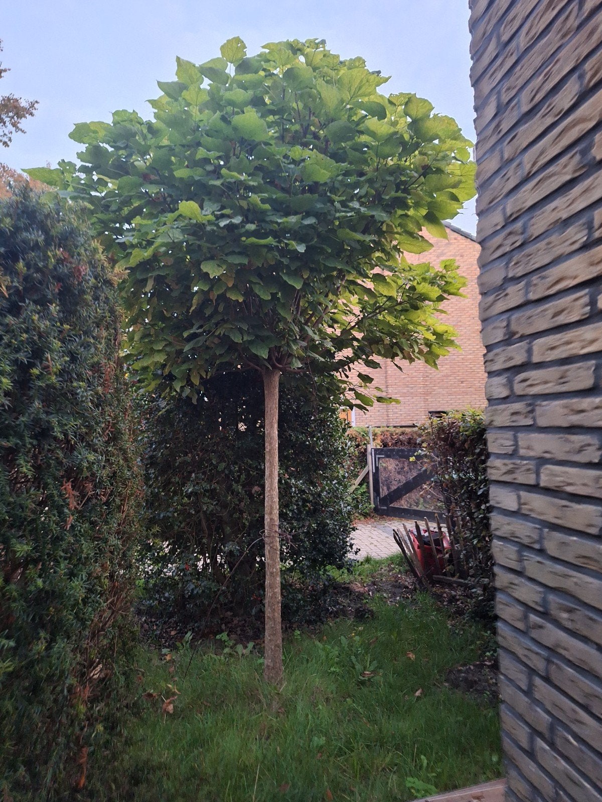 Catalpa Bolboom - Stamhoogte ca. 2 meter, 100 tot 250 cm, Zomer, Ophalen, Volle zon