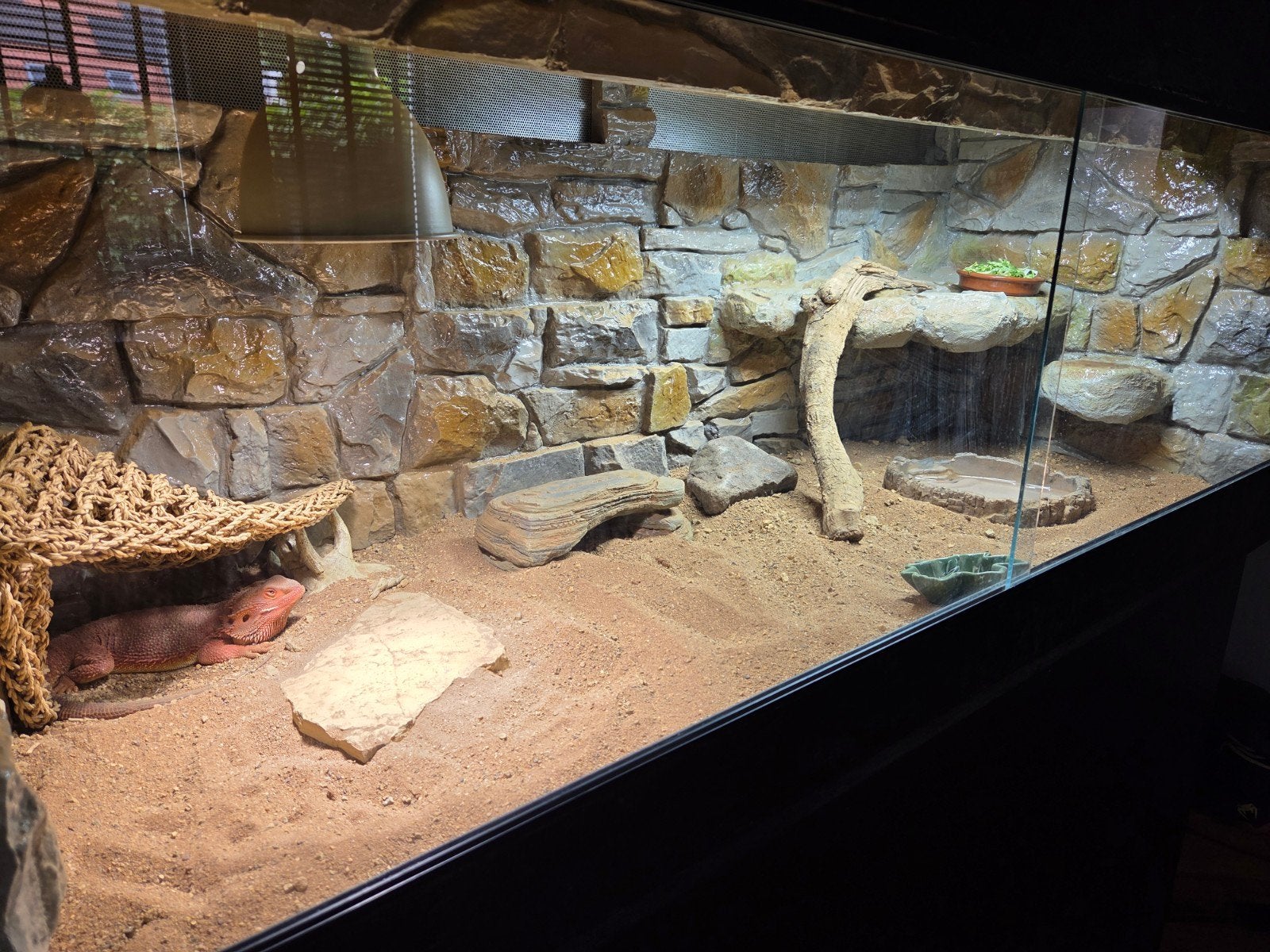 Baardagaam incl terrarium 1,5 jaar oud Bearded Dragon - male for sale from S. Derksen