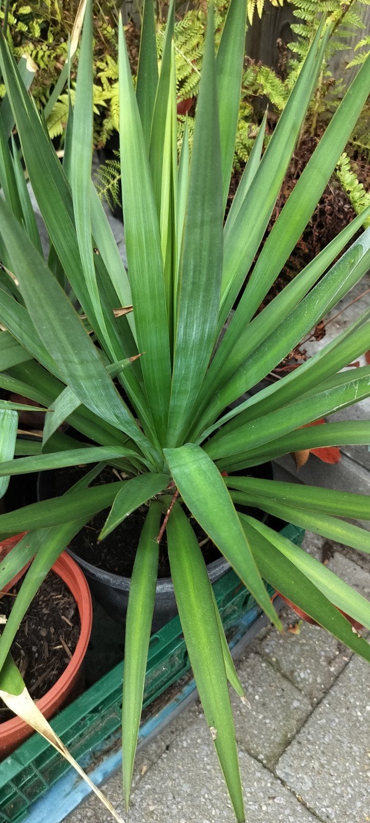 Yucca Gloriosa - 6 Winterharde, Goed Gewortelde Stekken, Ophalen, Zomer, Vaste plant, Volle zon