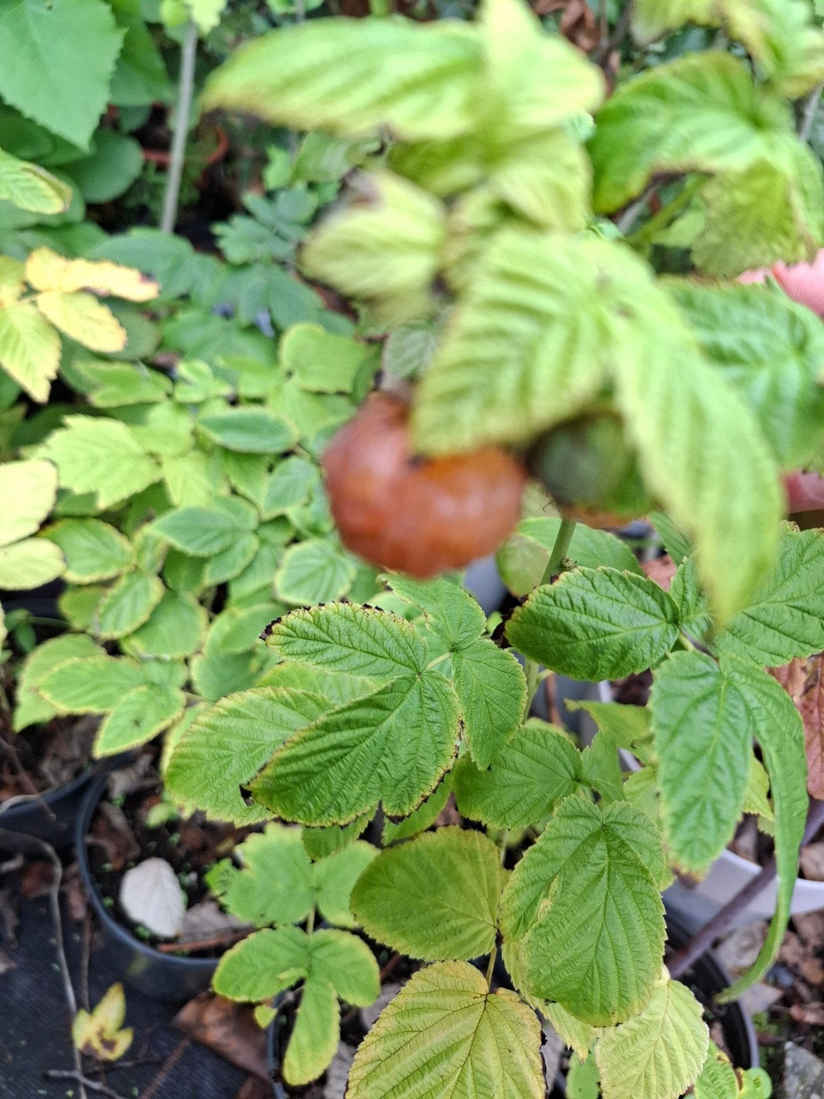 frambozen struikjes geel en rood, Tuin en Terras, Ophalen, Minder dan 100 cm, Overige soorten, Zomer