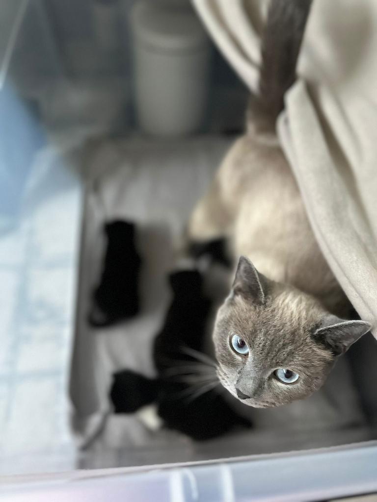 Blue point kittens met britse korthaar zwart bruin kittens, Meerdere dieren, Ontwormd