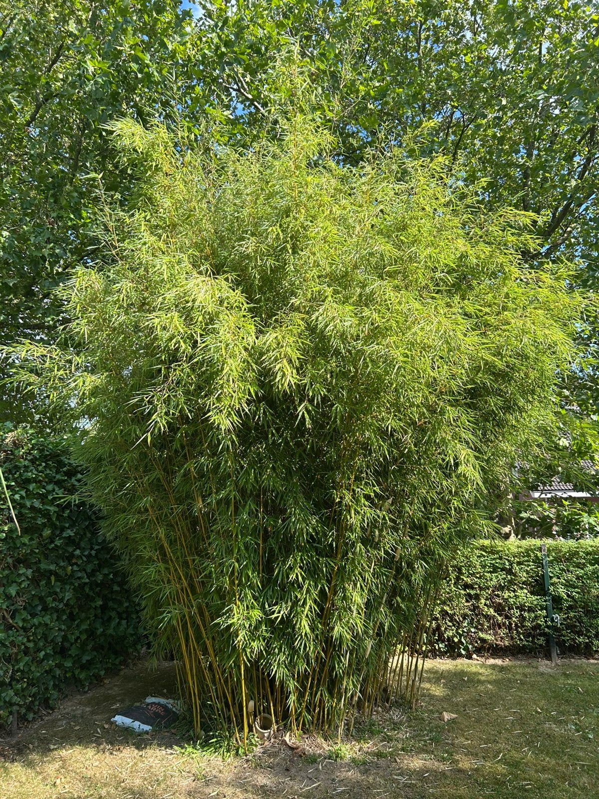 GRATIS: Bamboe “Fargesia robusta ‘Campbell” grote struik, Ophalen, Bamboe, 250 cm of meer
