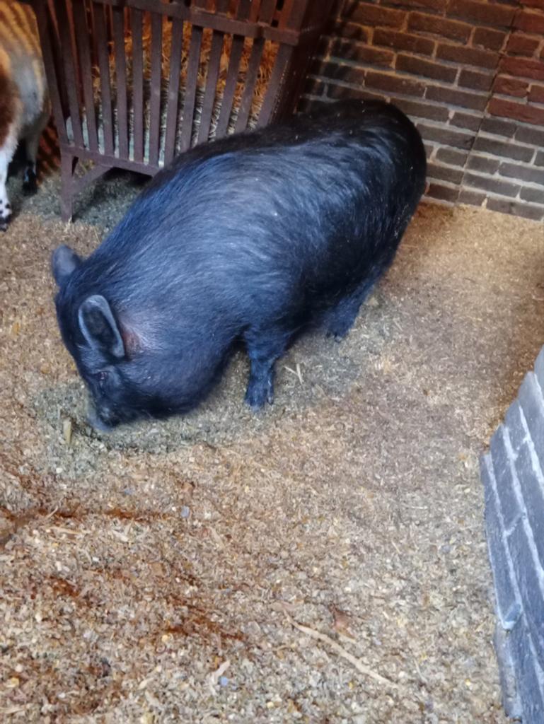 Mini Varkens, Dieren en Toebehoren, Vrouwelijk, Varken, 0 tot 2 jaar