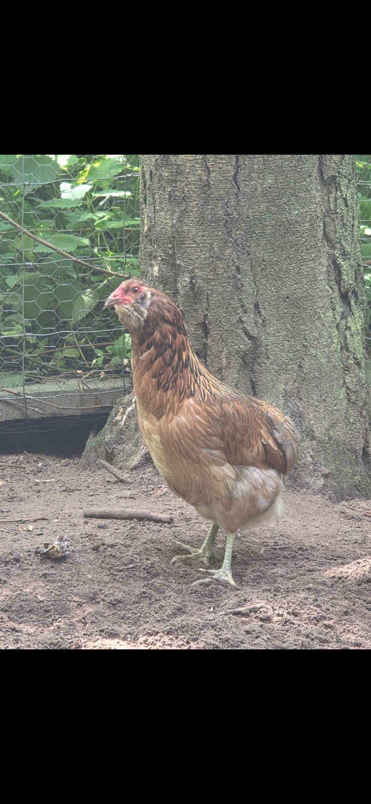 araucana, Dieren en Toebehoren, Vrouwelijk, Kip