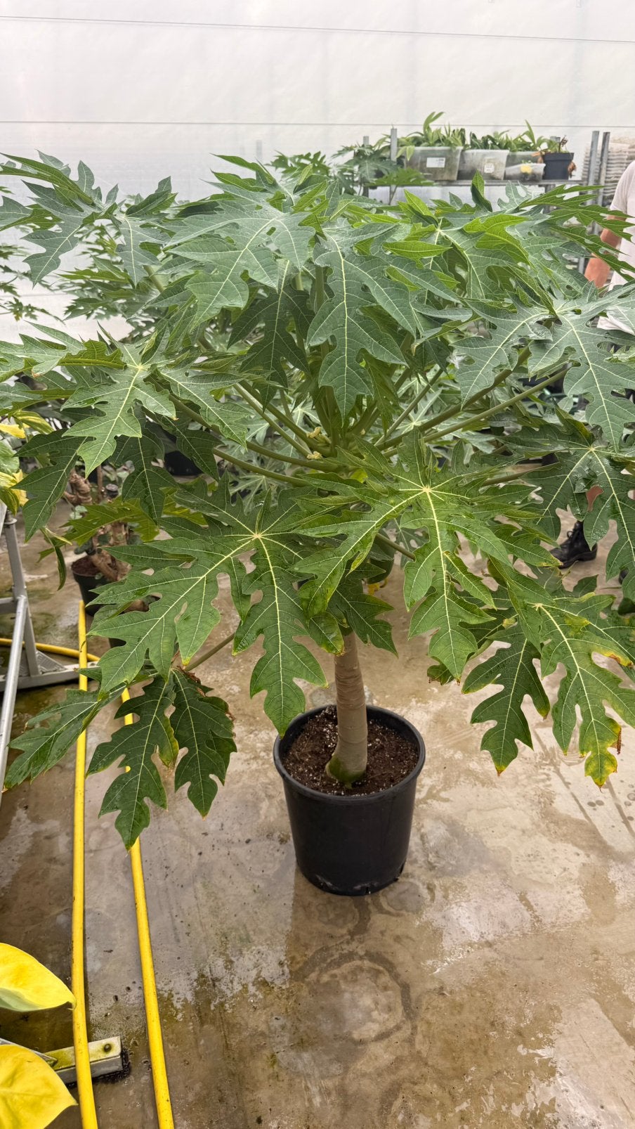 Papaya boom met vruchten, Ophalen, Overige soorten, Volle zon