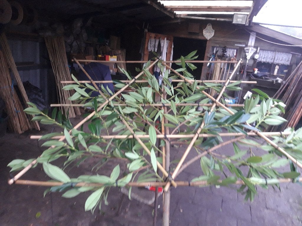 Prunus laur. Caucasica als leiboom  in pot, Overige soorten, Lente, 250 tot 400 cm, Ophalen