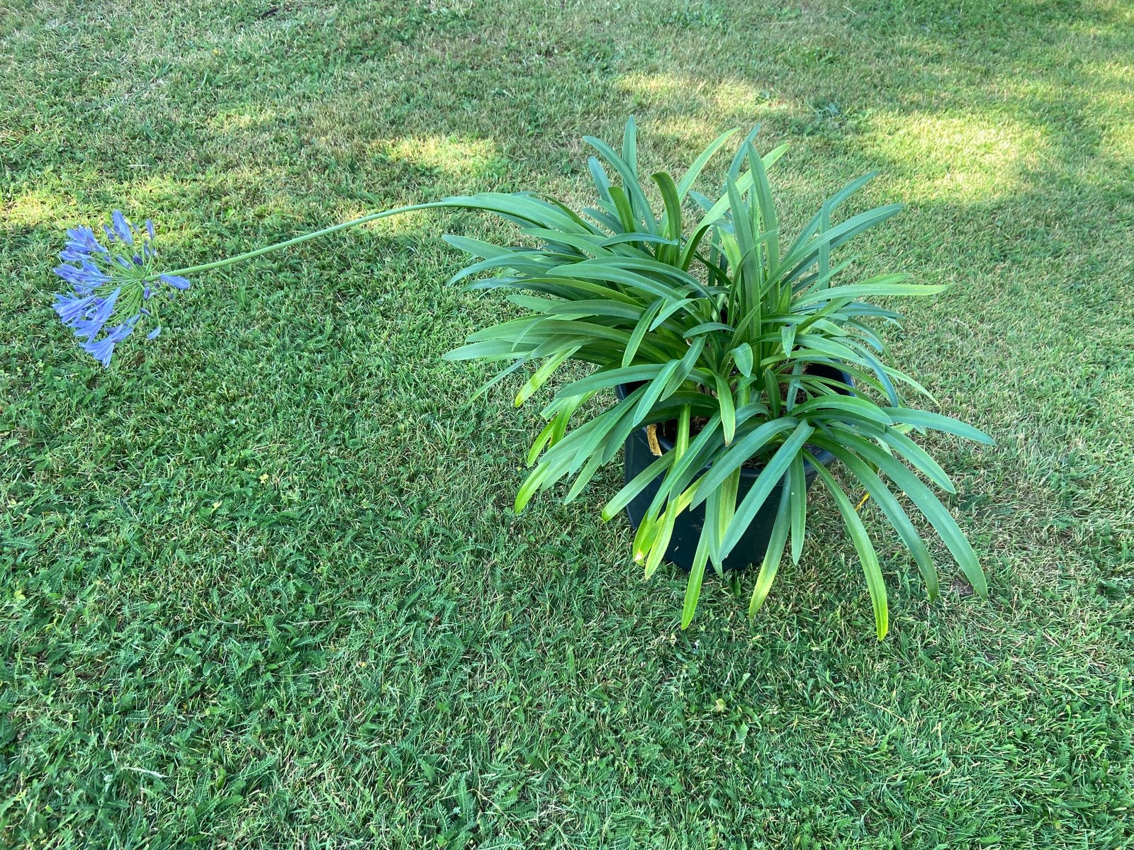 Grote Agapanthus Afrikaanse lelie pot diameter 35 cm, Volle zon, Vaste plant, Zomer, Ophalen