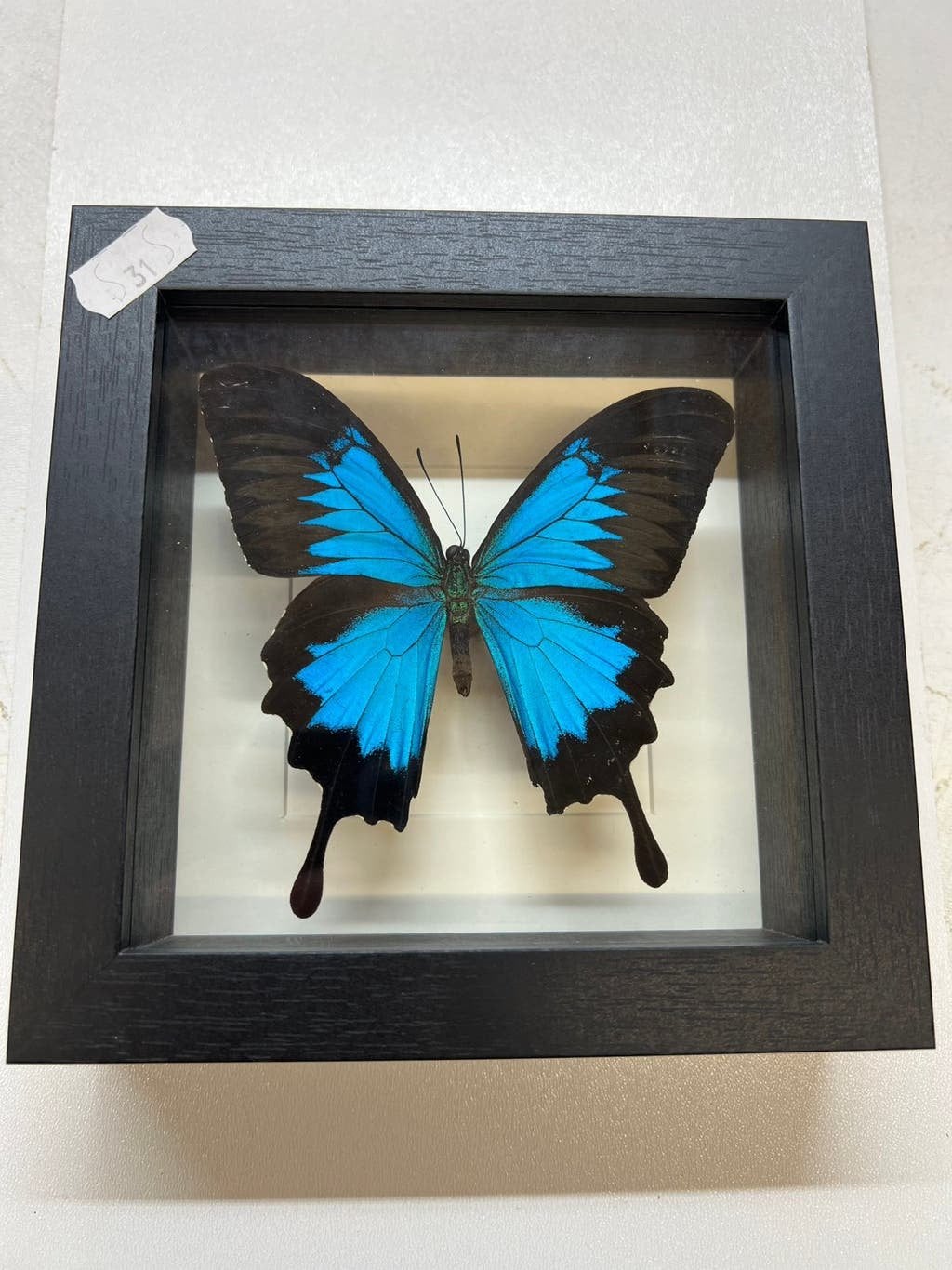 Vlinder met kleine oneffenheden, mankementen /nieuwe lijst, Ophalen of Verzenden, Nieuw, Insect, Opgezet dier
