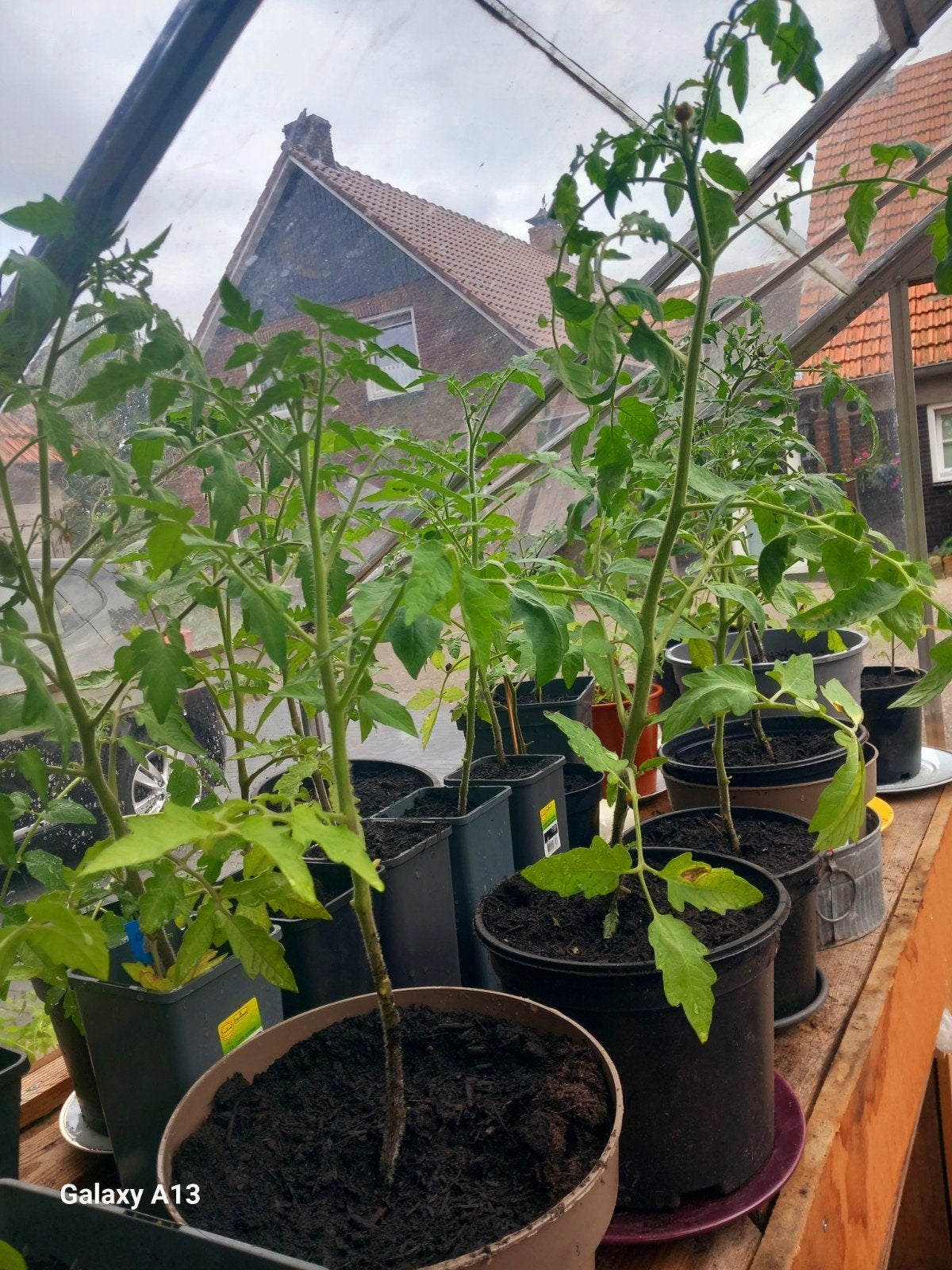 Grote biologische Tomaten- en Paprikaplanten te koop, Volle zon, Groenteplanten, Eenjarig, Ophalen of Verzenden