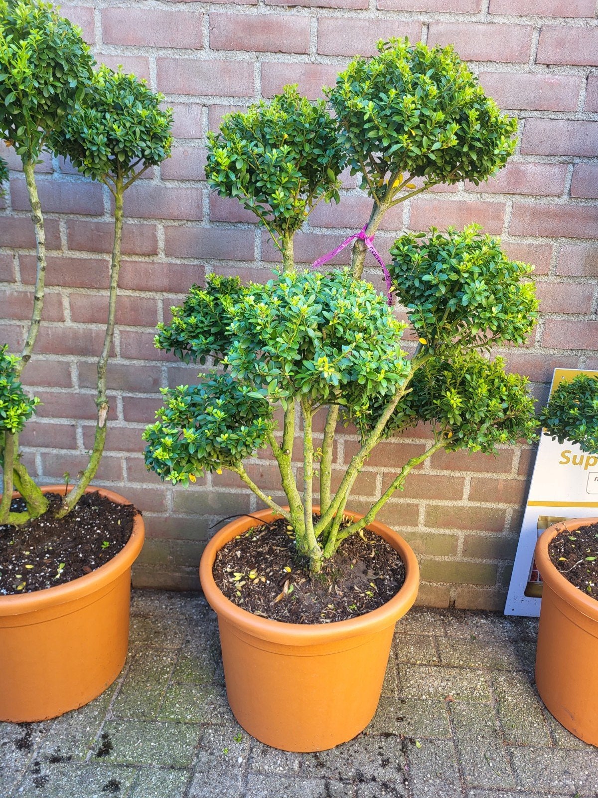 ilex pon pon een echte blikvanger, Ophalen of Verzenden, Overige soorten, Volle zon