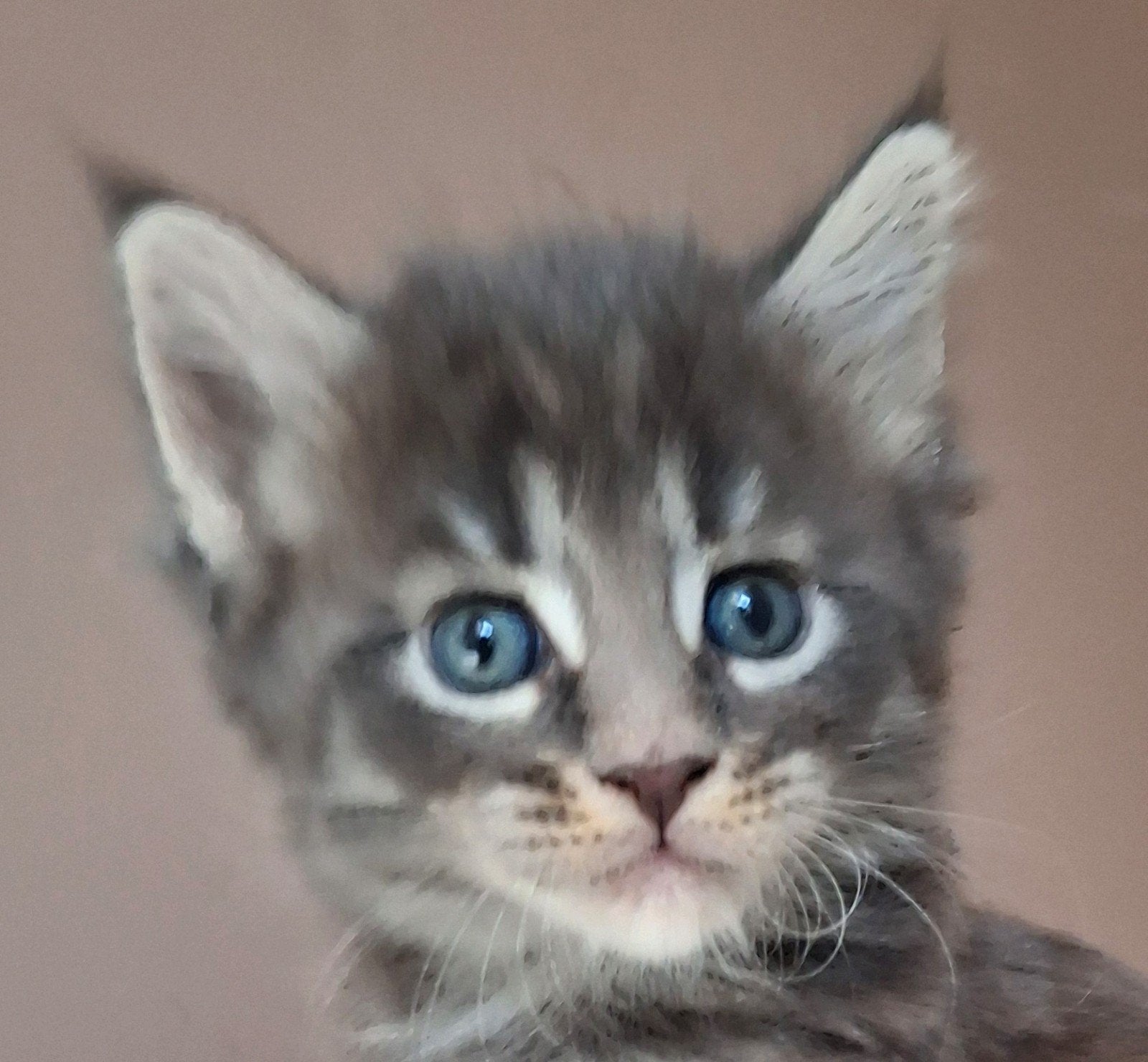Nog 1 ♂️ blue tabby black 💯% Maine Coon kittens ️️️, Dieren en Toebehoren, Katten en Kittens | Raskatten | Langhaar, Meerdere dieren