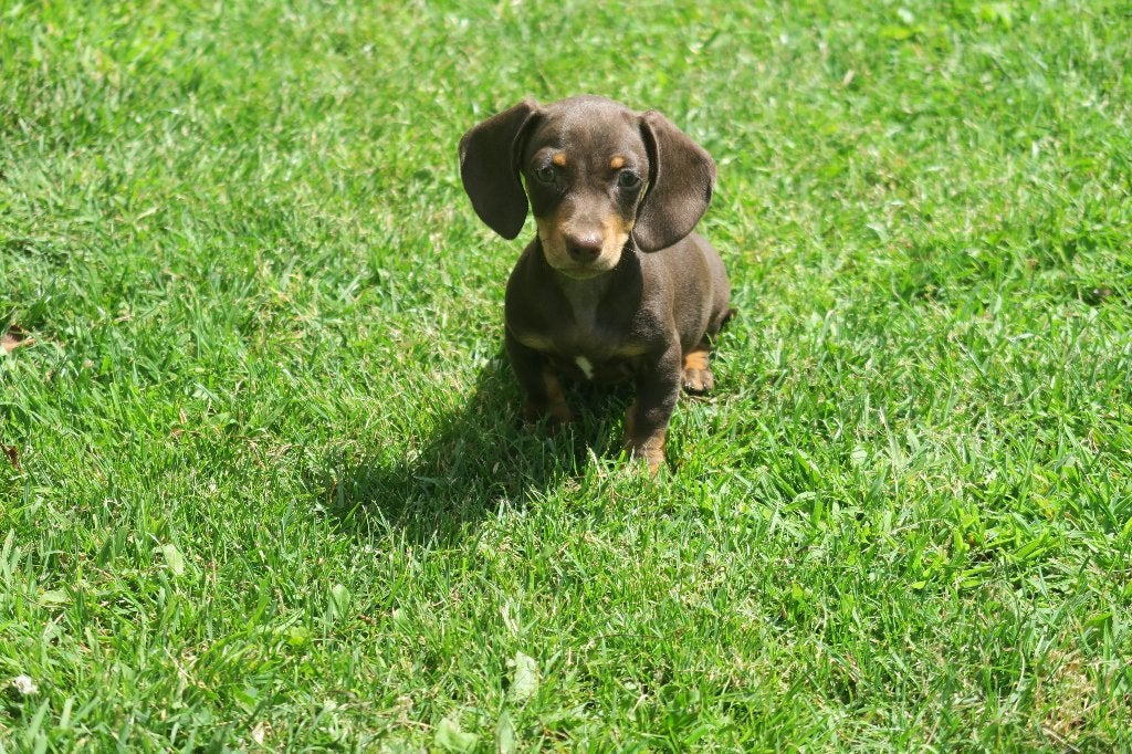 Choco bruine korthaar dwerg Teckel pup reutje, Parvo, Nederland, Reu, 8 tot 15 weken