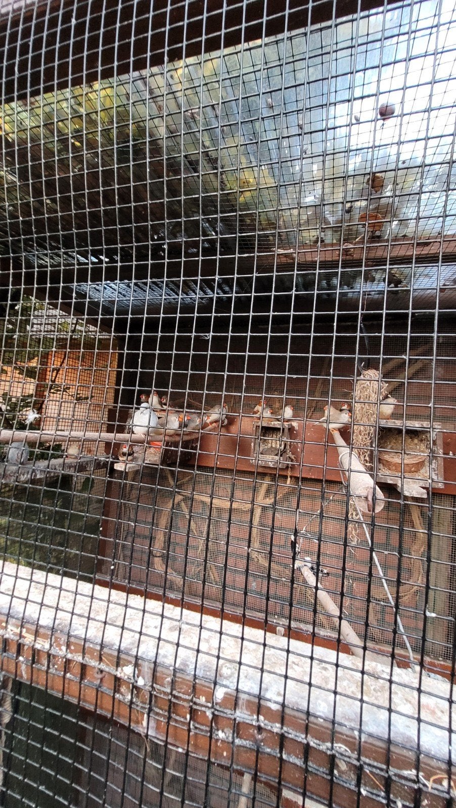 zebravinken, Dieren en Toebehoren, Meerdere dieren