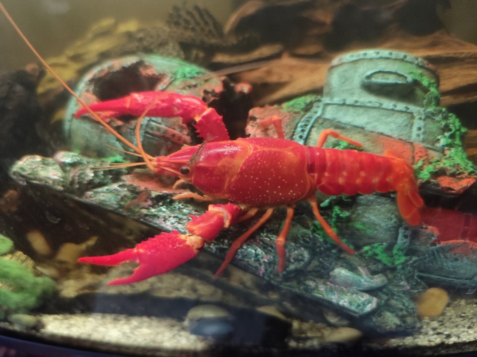 aquarium met leuke kreeften, Dieren en Toebehoren