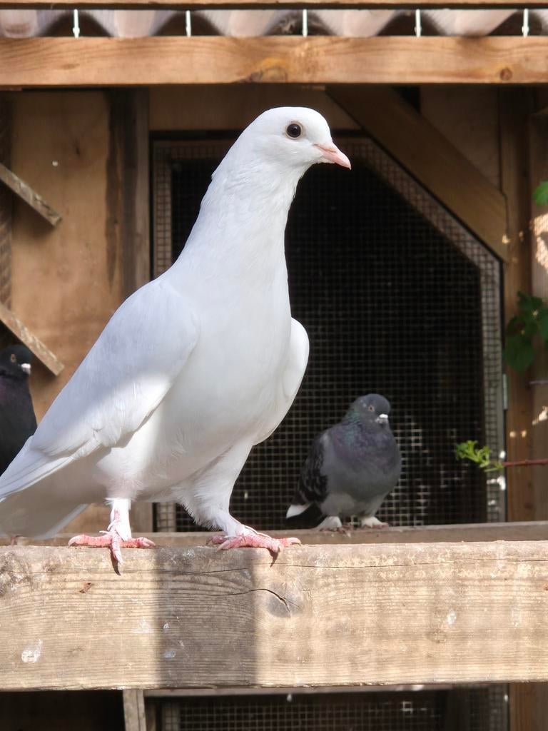Jonge witte duiven, Meerdere dieren, Tuimelaar of Roller