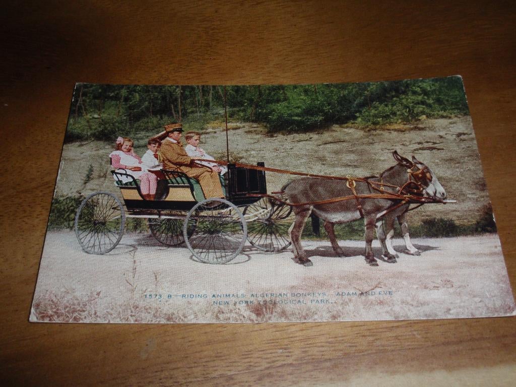 Ezelkar New York Zoo Dierentuin Ritje rijden Ezel, Verzenden, 1920 tot 1940, Ongelopen, Buiten Europa