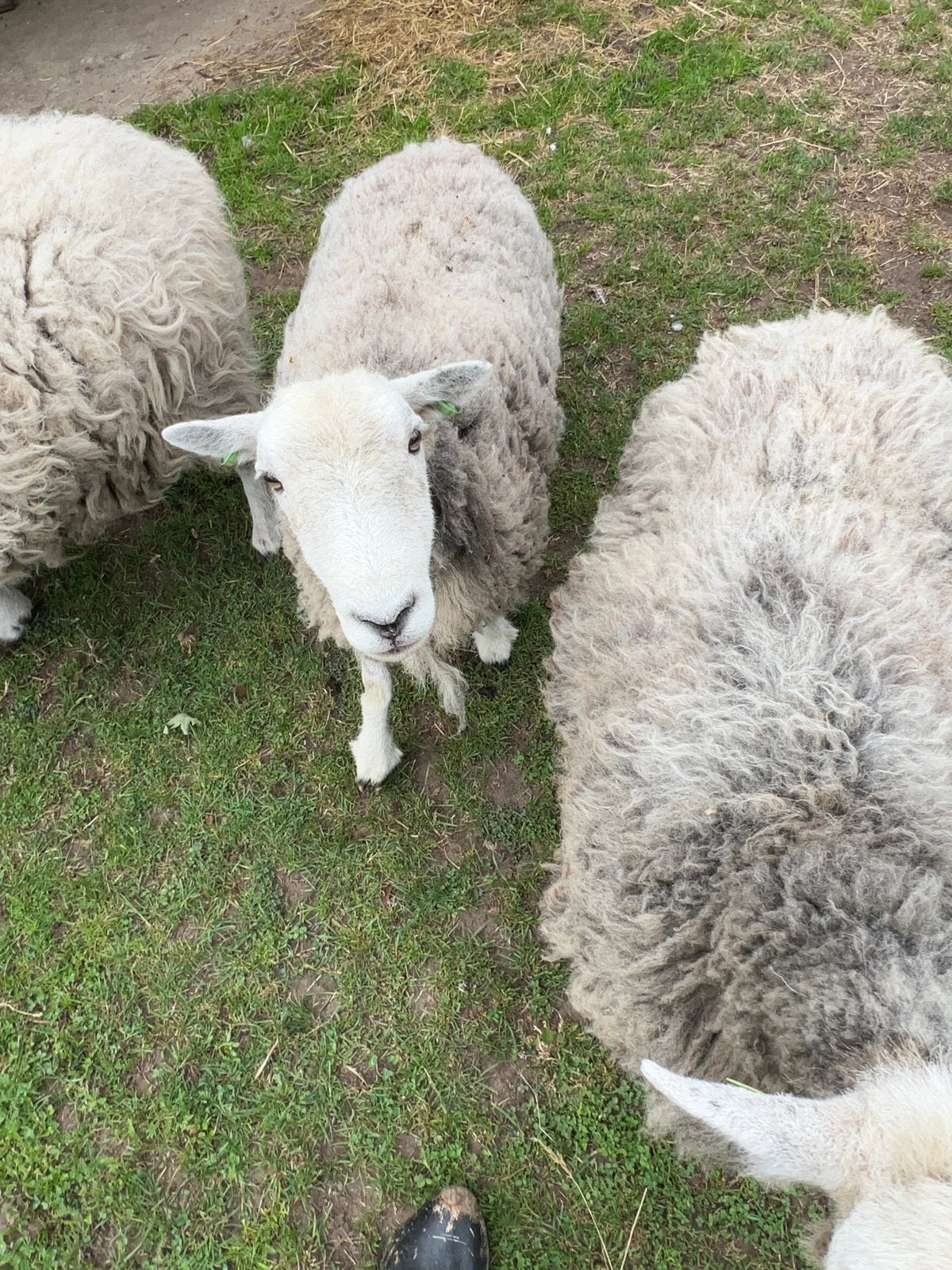 Te koop  Herdwick ooien., Vrouwelijk, Schaap