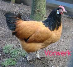 Kriel kippen, zilverhals Vorwerk Araucana, Dieren en Toebehoren, Pluimvee, Vrouwelijk, Kip