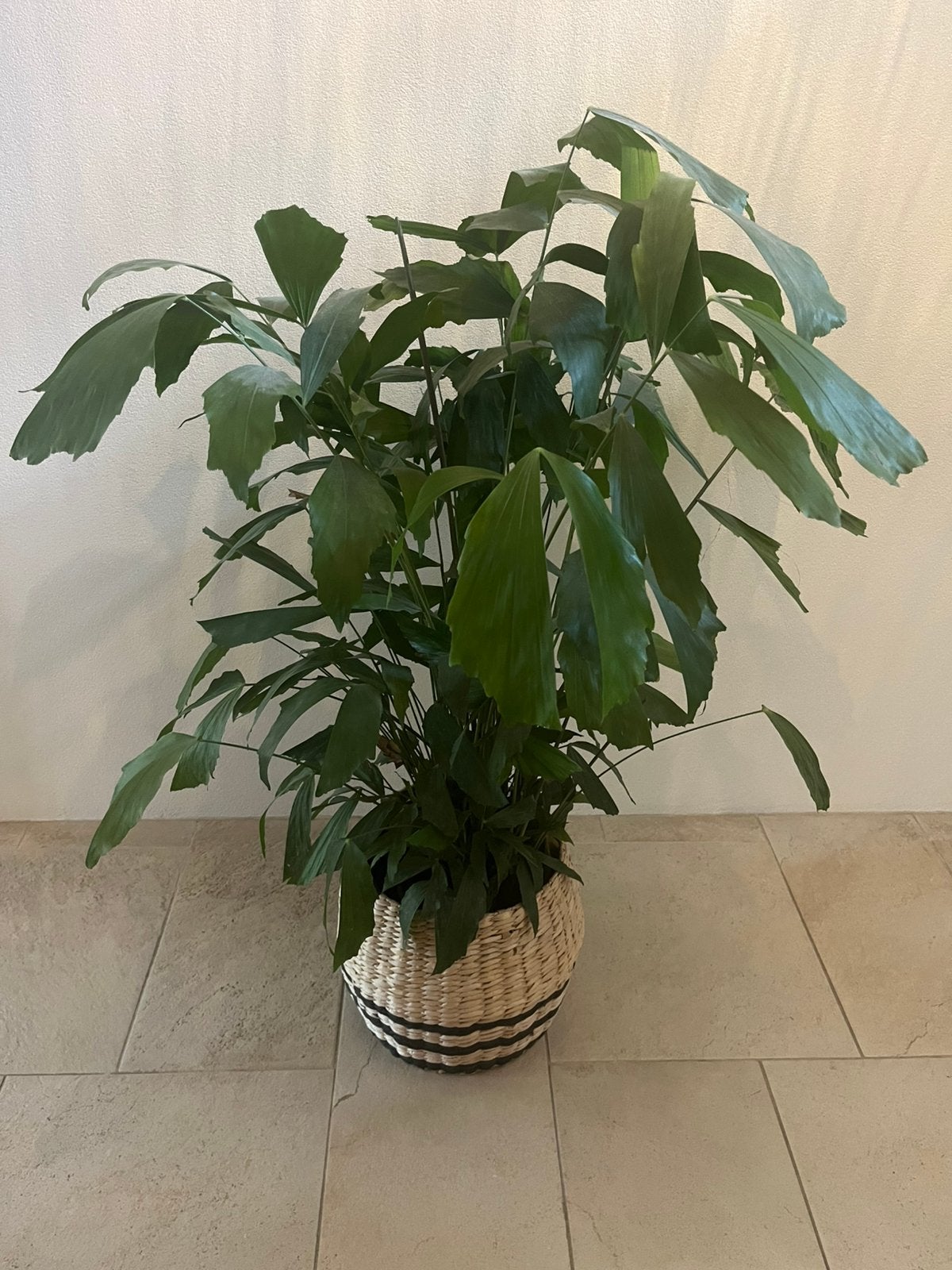 Vissenstaartpalm kamerplant, Caryota Mitis in mand, Ophalen, 100 tot 150 cm, Overige soorten, Halfschaduw
