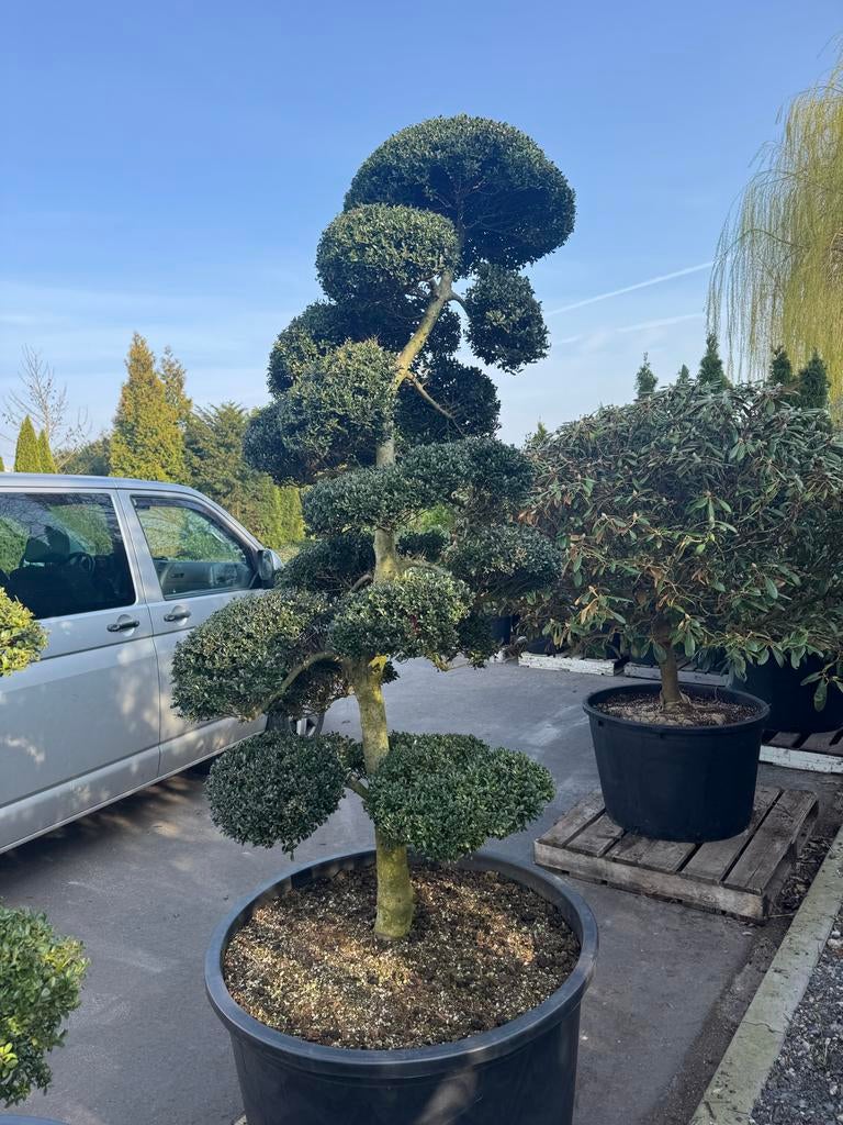 Japanse Ilex Crenata tuinbonsai / niwaki. Mei zondags open, Vaste plant, Bloeit niet, Halfschaduw, Ophalen