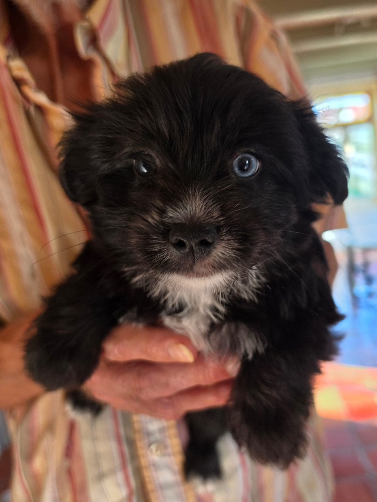 5 Prachtige Pomsky x Boomer Pups, 8 tot 15 weken, Meerdere, Meerdere dieren, Nederland