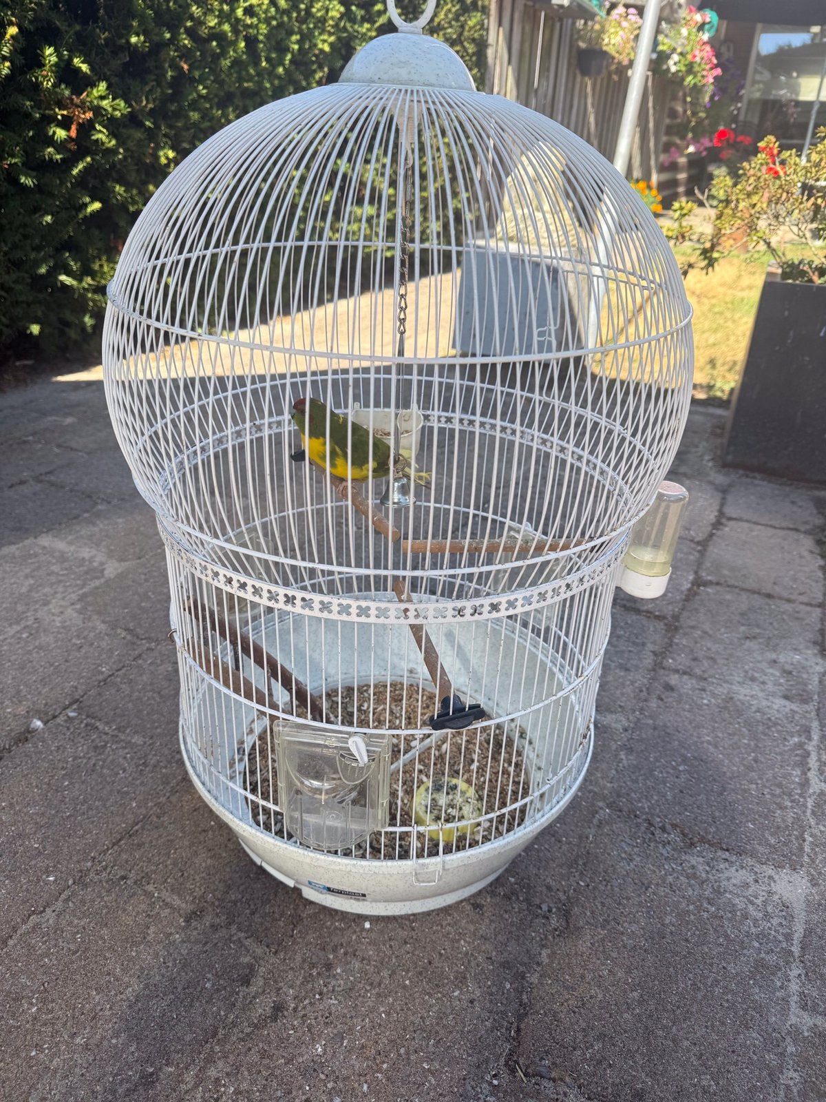Kakariki met kooi