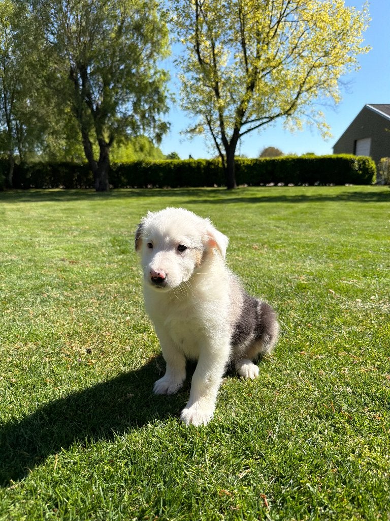 Australian Shepherd x Border Collie pup (reutje), Dieren en Toebehoren, Honden | Herdershonden en Veedrijvers, Parvo, Nederland
