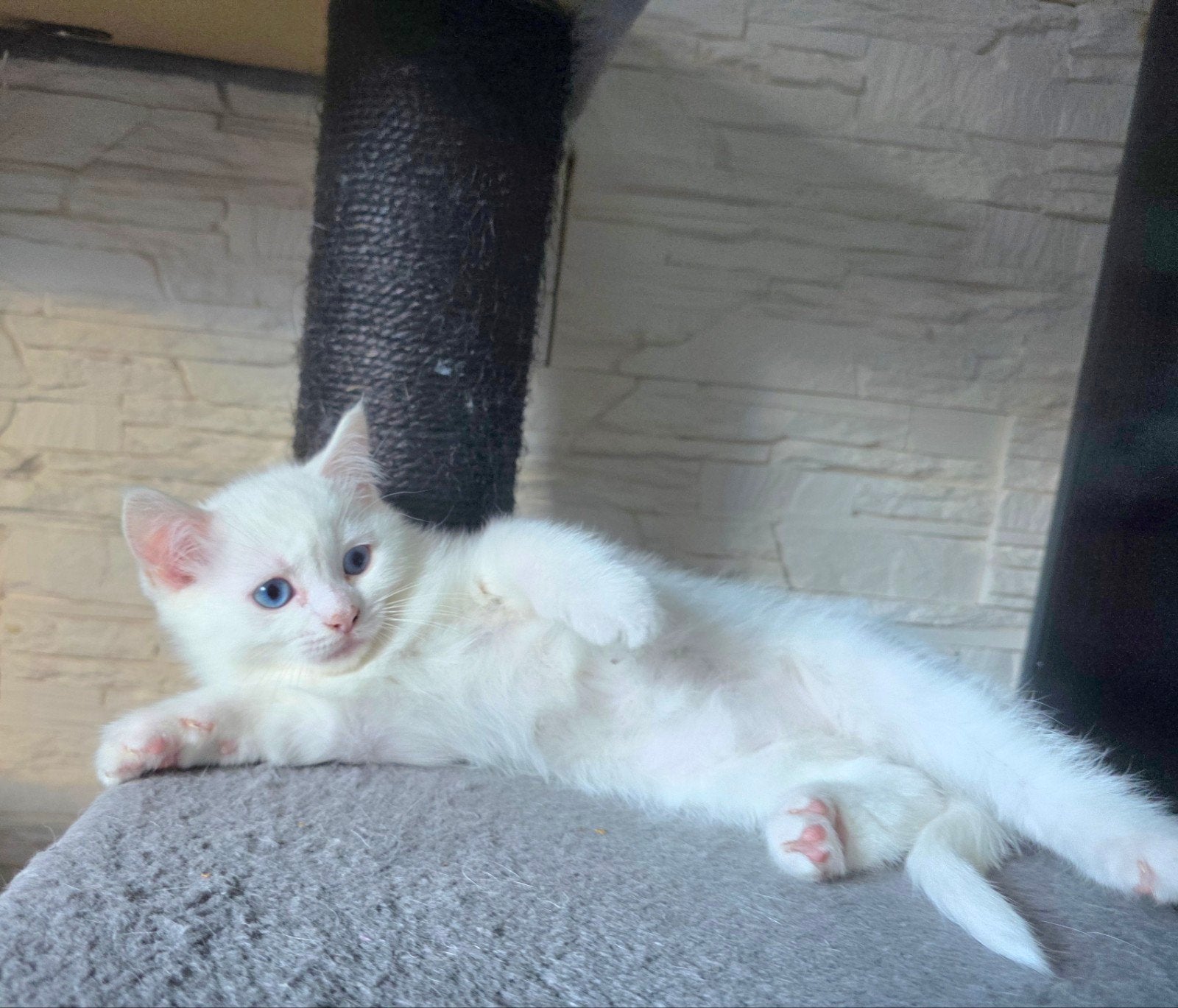 kittens lilac-witte, Meerdere dieren, Ontwormd
