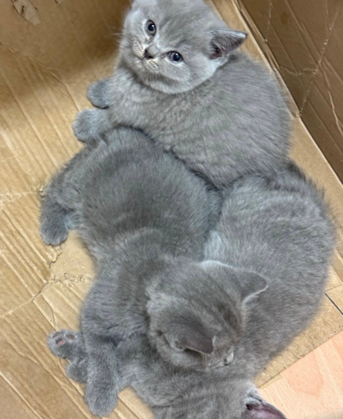 Poesje Brits kort haar, Poes, 0 tot 2 jaar