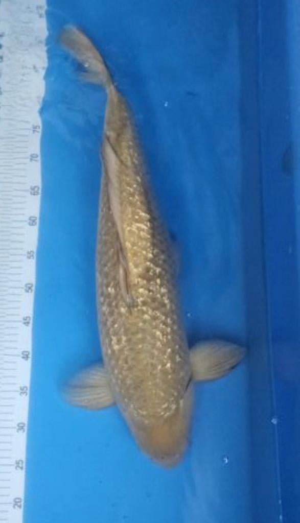 Div koi  koi karper, Karper of Koi