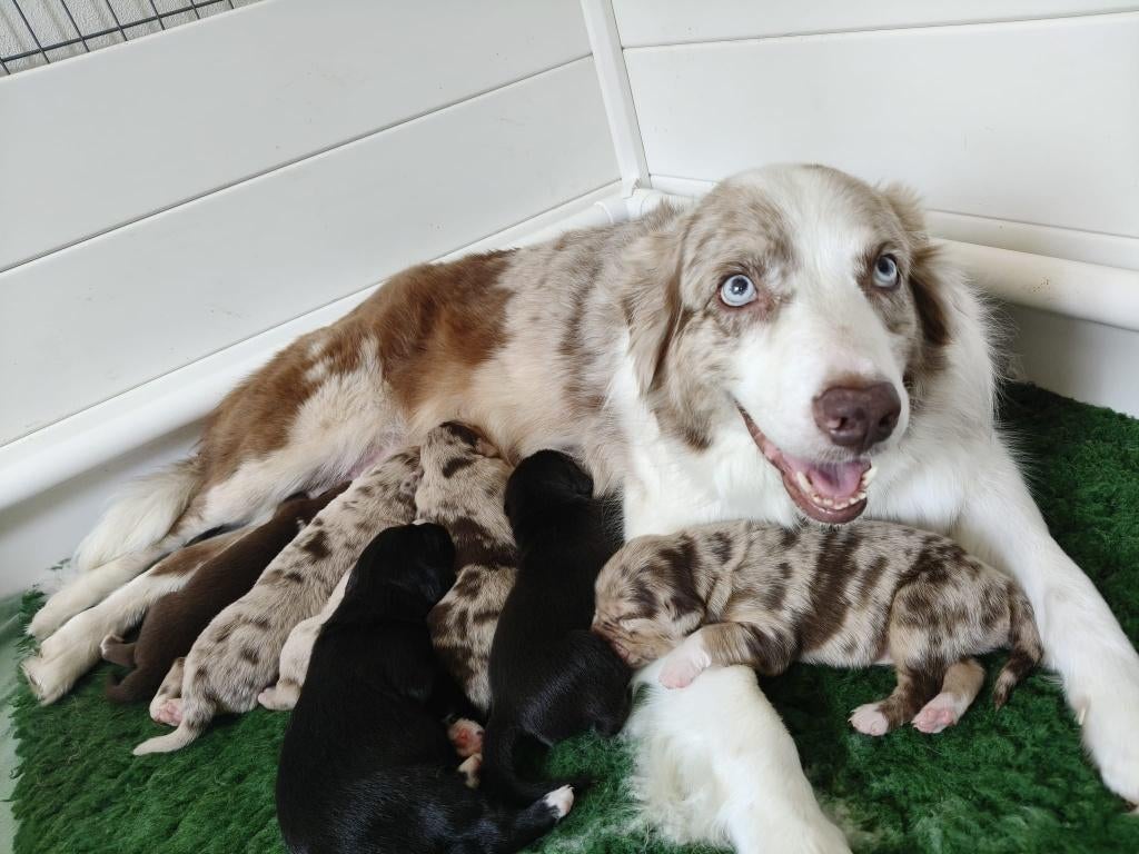 Pups Australian Shepherd x Golden retriever LAATSTE TEEFJE, Parvo, Overige rassen, 8 tot 15 weken, Teef