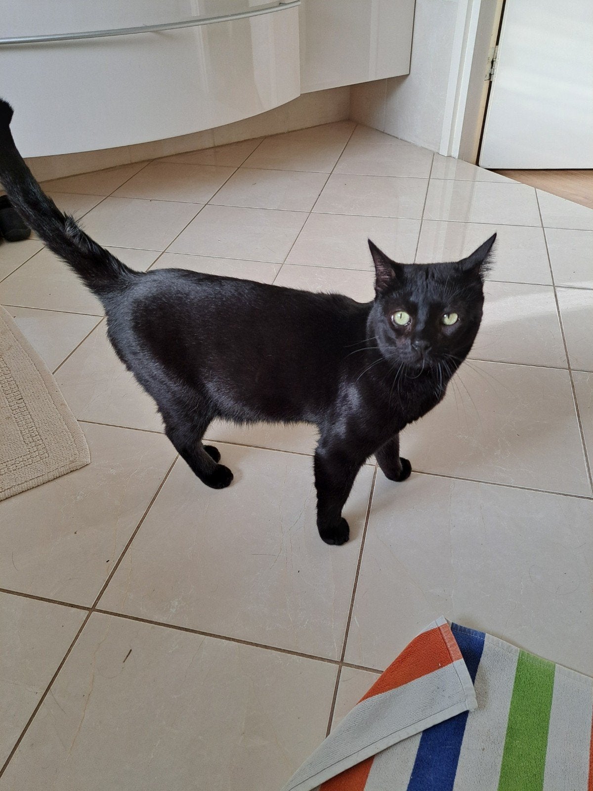 We zoeken goed te huis voor 2 mooie katten, Meerdere dieren, 3 tot 5 jaar