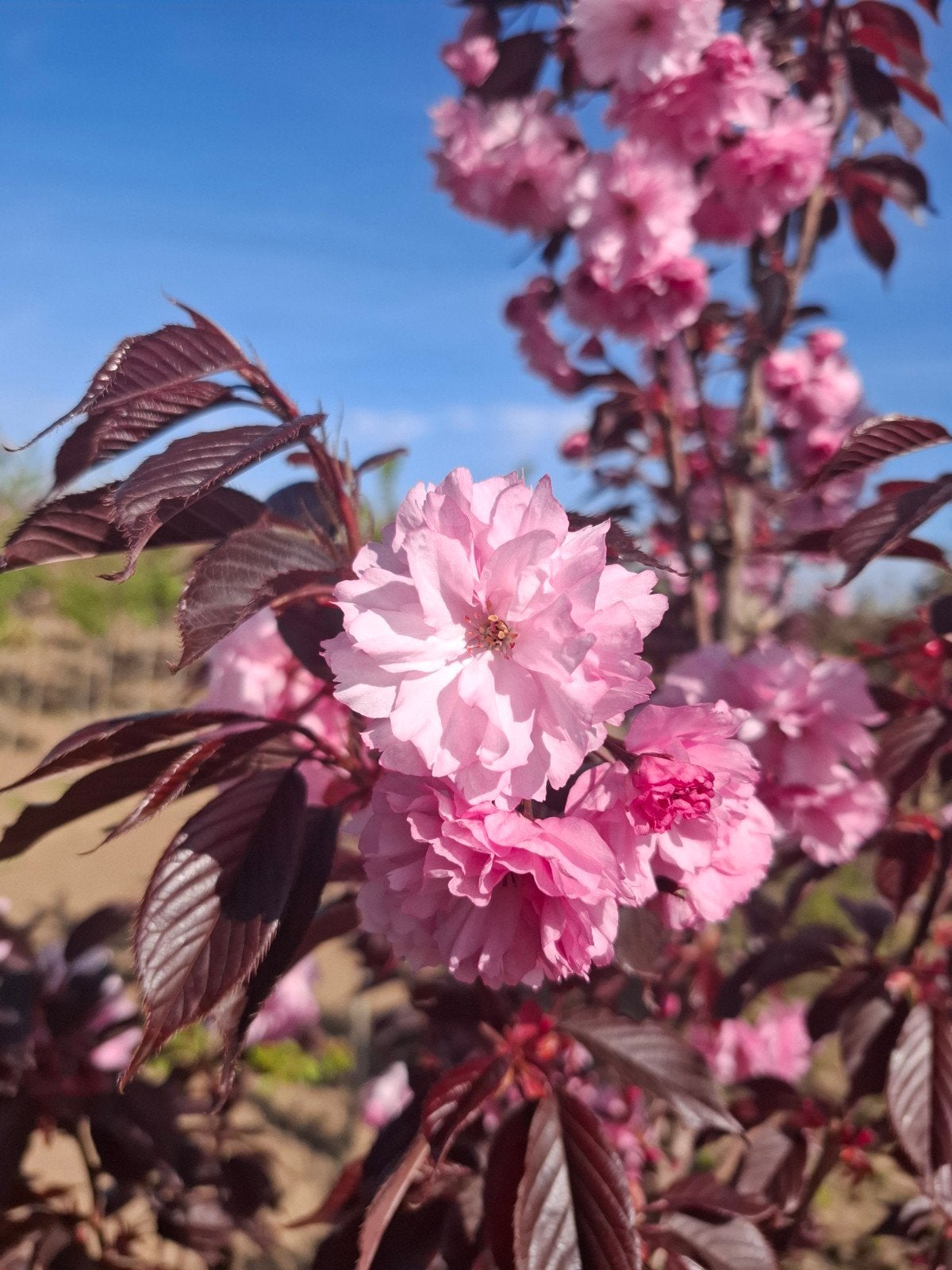 sierkers prunus royal burgundy rode  meerstammige, Ophalen, Volle zon