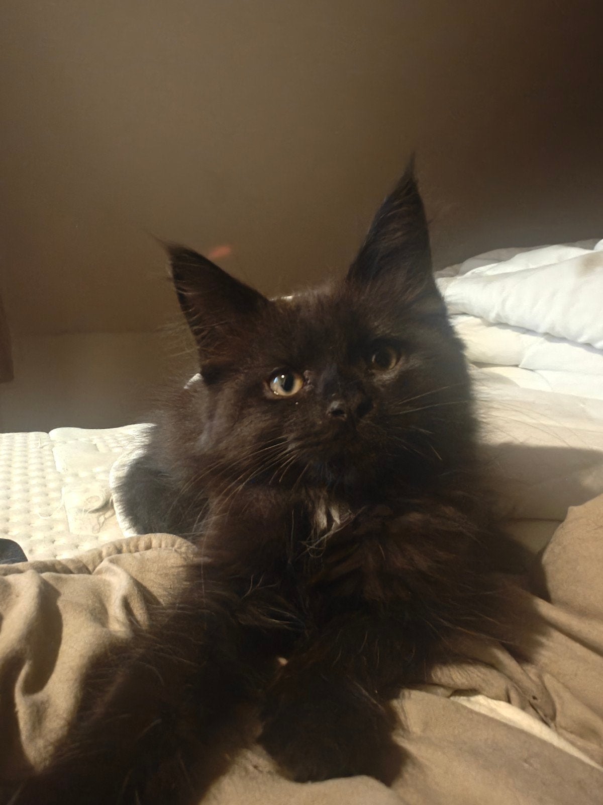 britsekorthaar x maincoon kittens, Kater, Gechipt