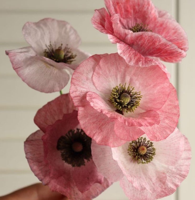 Papaver klaproos zaad zaden Mother of Pearl parelmoer, Ophalen of Verzenden, Voorjaar, Volle zon, Zaad