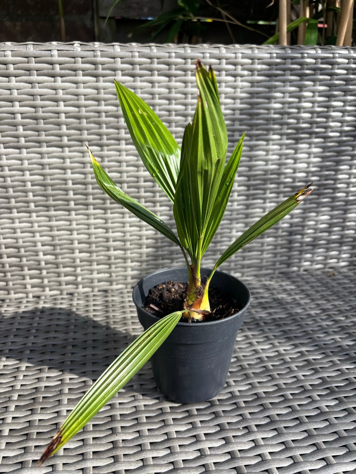 Palmboom Trachycarpus Fortunei te koop, Bloeit niet, Minder dan 100 cm, Palmboom, Ophalen