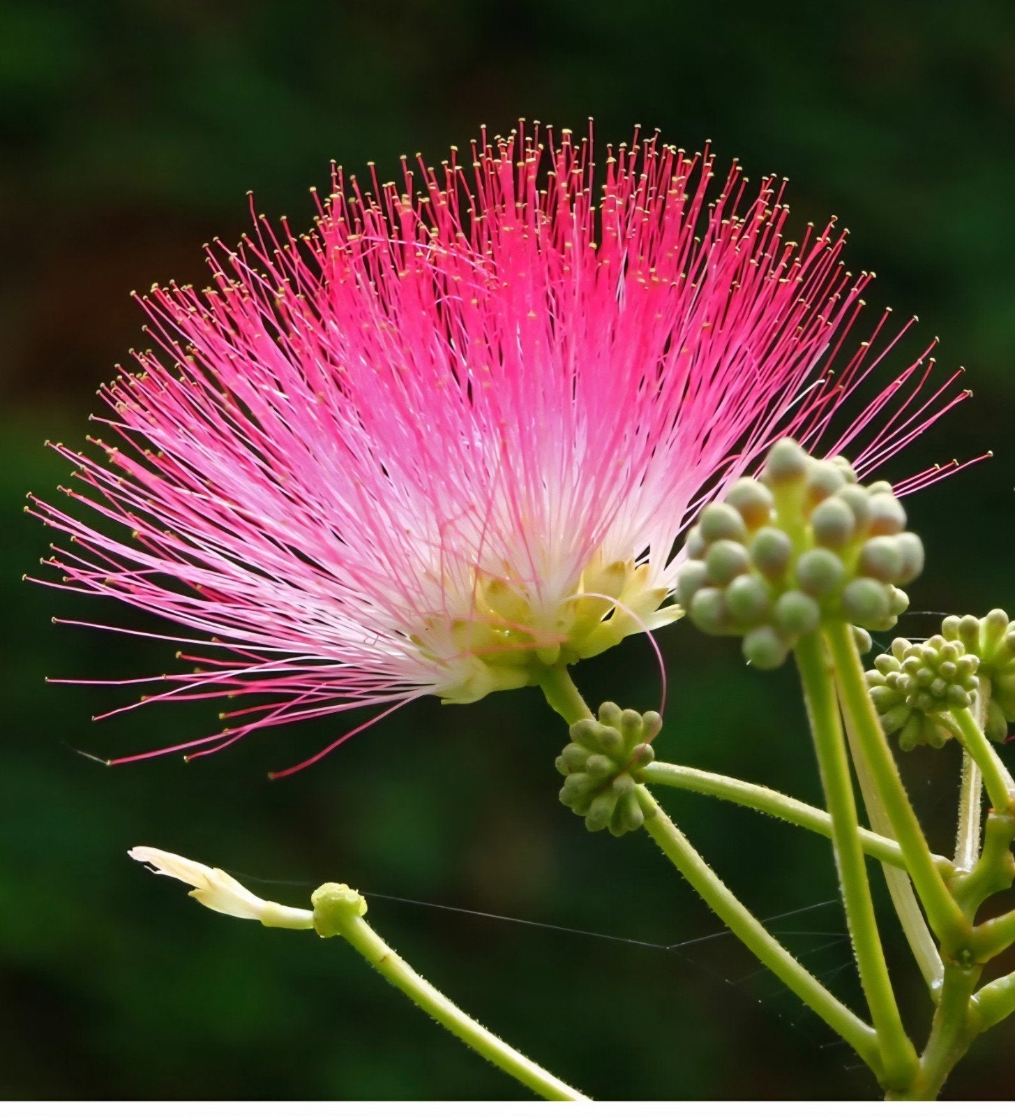 Albizia Julibrissin (Perzische slaapboom), Ophalen, Overige soorten, Volle zon