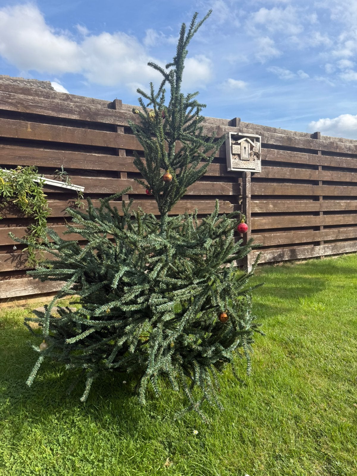 Kerstboom, Ophalen, Volle zon, Overige soorten
