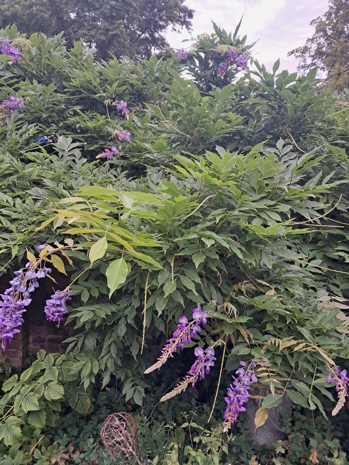 Blauwe regen (Wisteria) van circa 12 jaar oud, 2m hoog, Vaste plant, Halfschaduw, Zomer, Ophalen