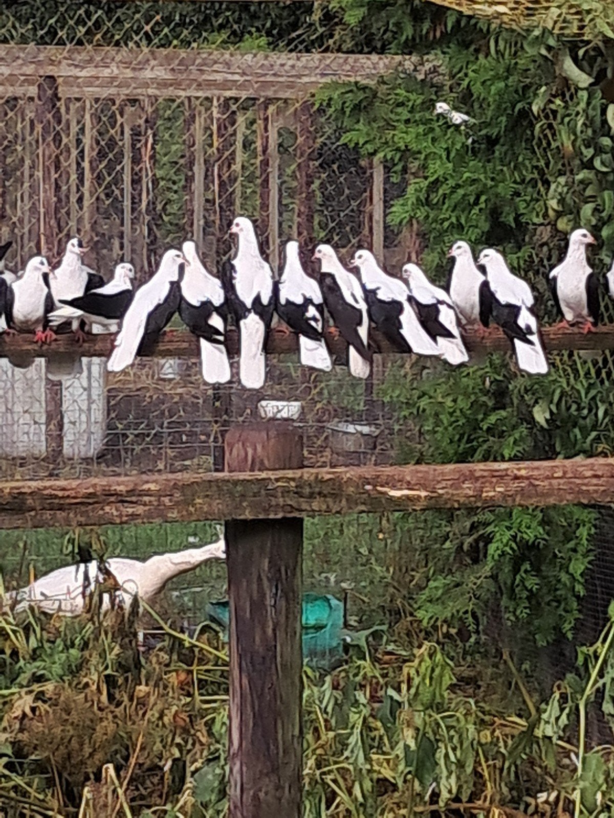 Thuringer vleugel duiven, Dieren en Toebehoren, Meerdere dieren, Overige soorten