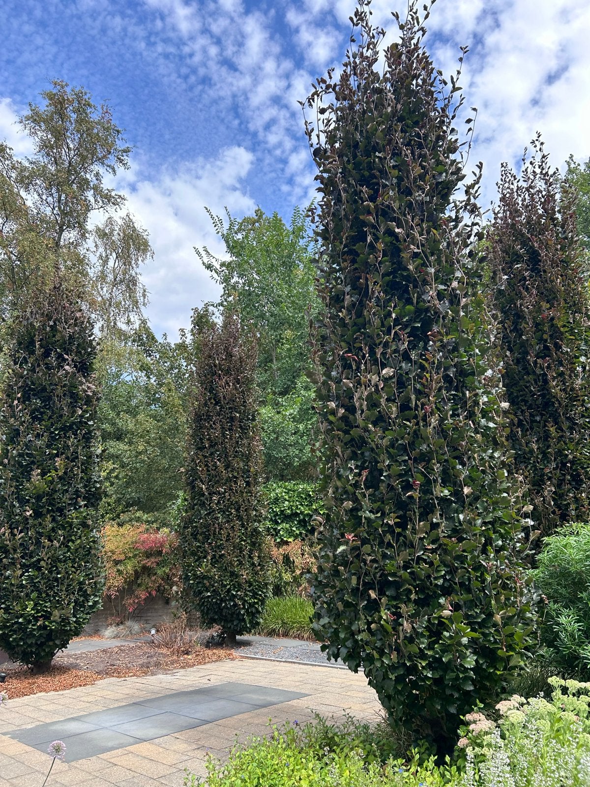 Zuilbeuken (Fagus sylvatica 'Dawyck Purple'), Ophalen, Halfschaduw, Zuilboom, 400 cm of meer