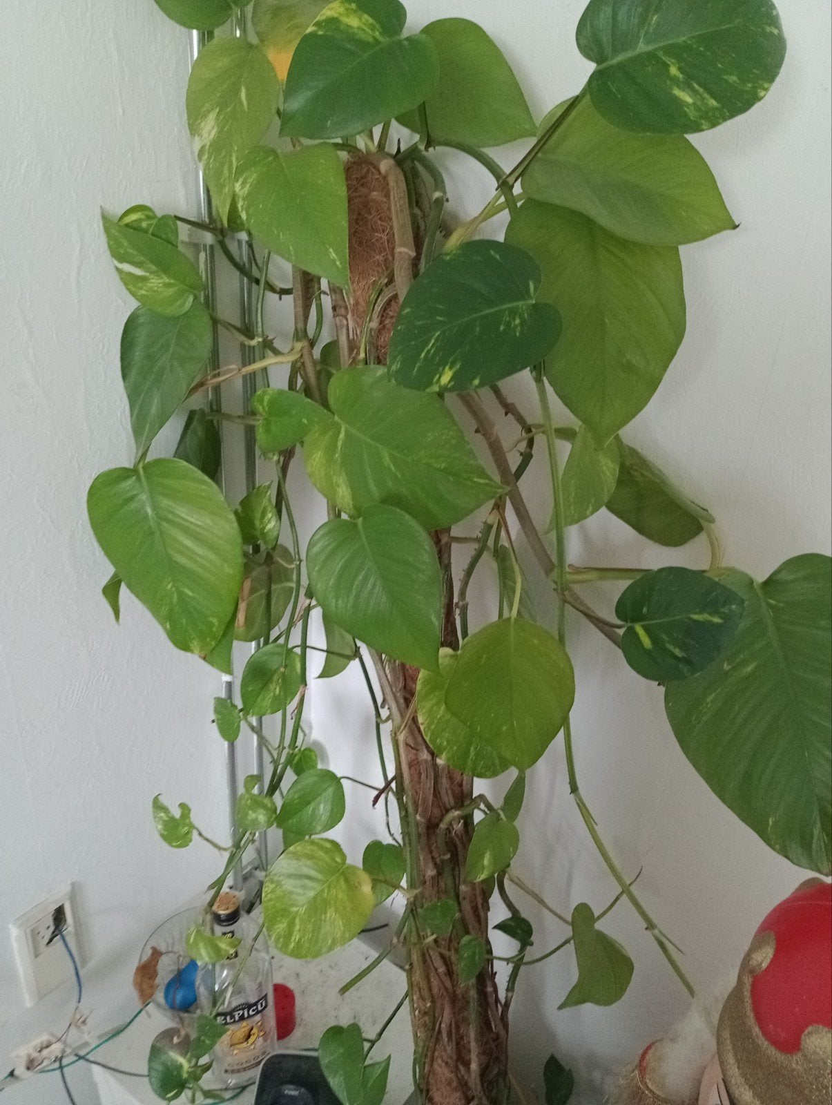 Grote Epipremnum Aureum (Scindapsus) op mosstok, Ophalen of Verzenden